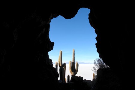 Cactus holiday height