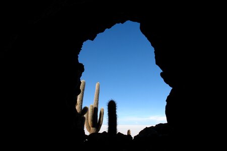 Cactus holiday height