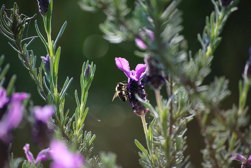 Purple nature garden