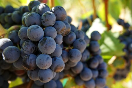 Wine vineyard fruit photo
