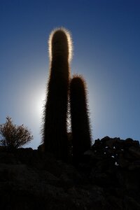 Cactus holiday height