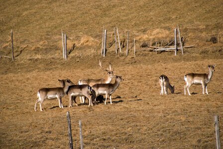 Roe deer hirsch antler photo