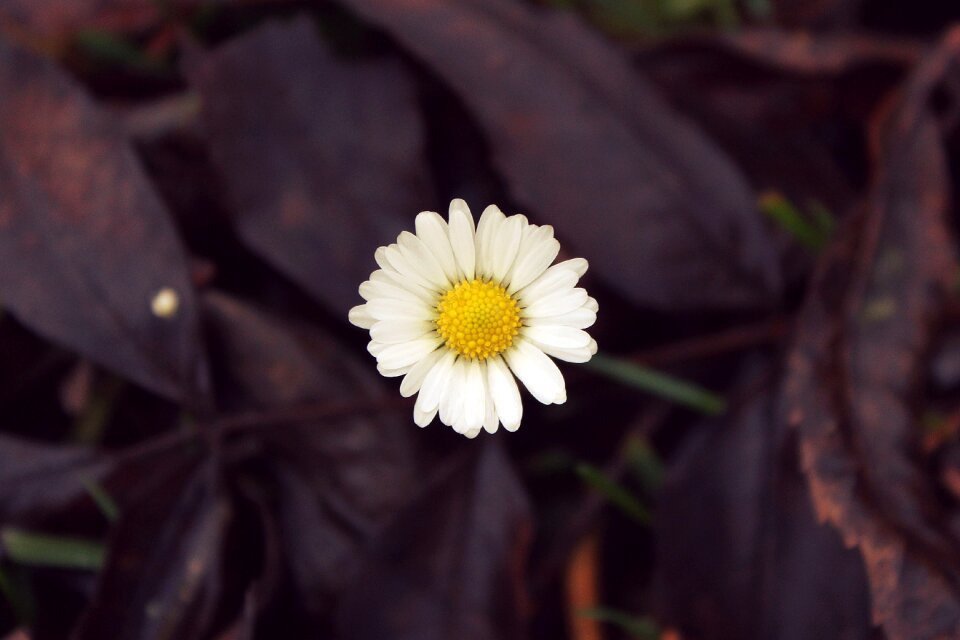 Close up nature white