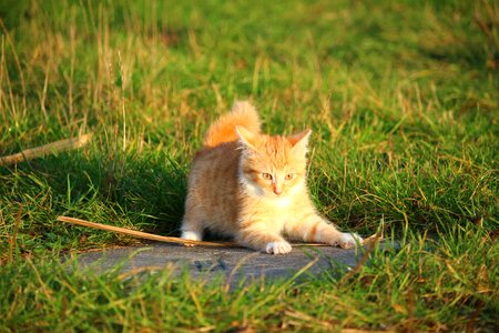 Young cat red cat domestic cat