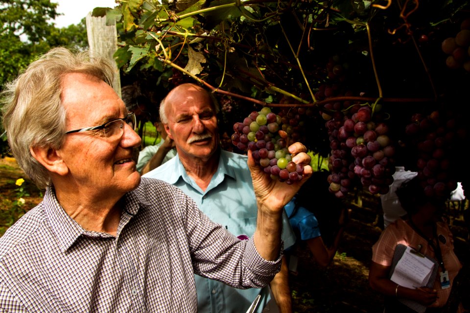 03.02.2019 - Abertura da 9ª edição da Colheita da Uva na Colônia São Manoel, 8º distrito, Rincão da Cruz - Foto: Gustavo Vara