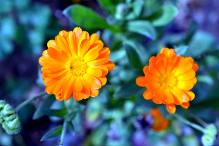 marigold photo