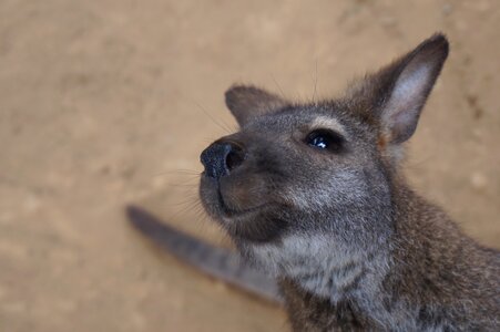 Australia marsupial mammal photo