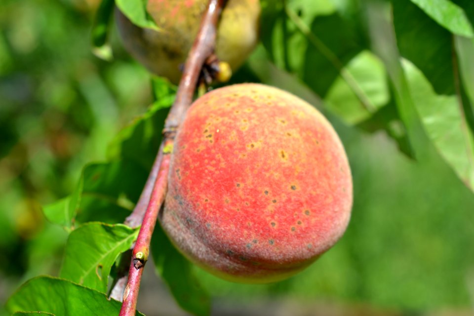 peach