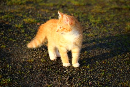 Young cat red cat domestic cat