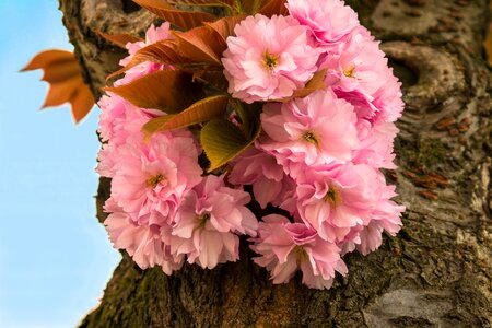 Cherry spring flowers photo