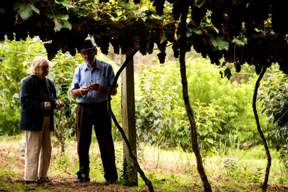 03.02.2019 - Abertura da 9ª edição da Colheita da Uva na Colônia São Manoel, 8º distrito, Rincão da Cruz - Foto: Gustavo Vara