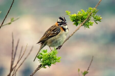 Birds animal world nature photo