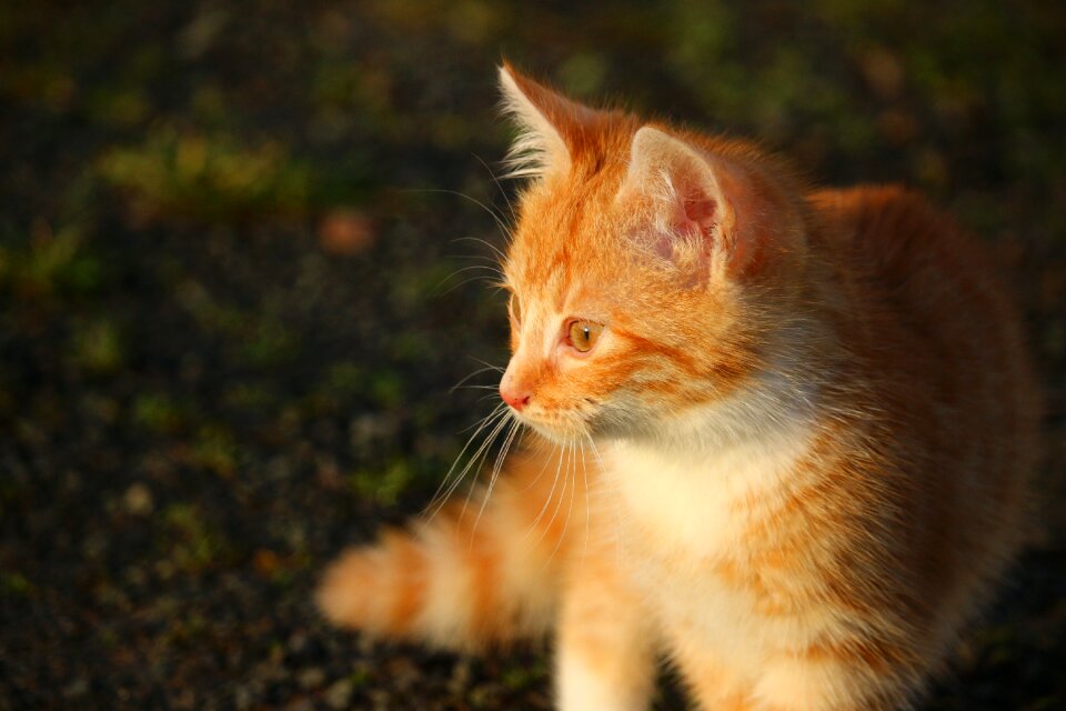 Young cat red cat domestic cat