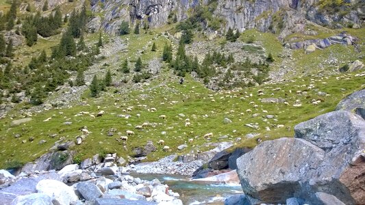 Flock of sheep flock landscape photo