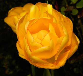 Tulip close up yellow flower photo