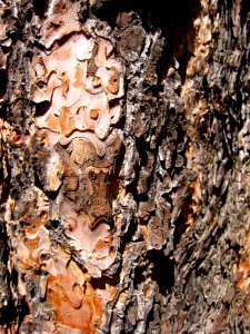 Ponderosa Pine Bark Texture 2 photo