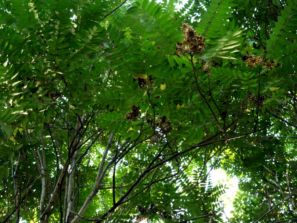 20180829-APHIS-LSC-1322