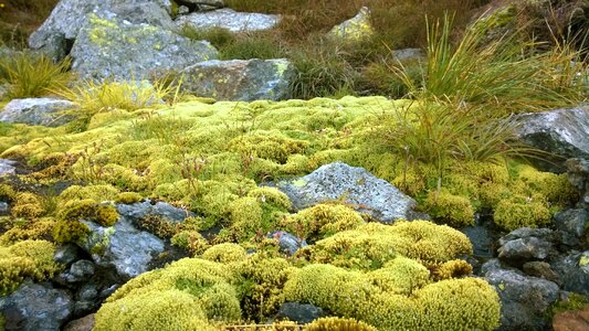 Lichen plant vegetation