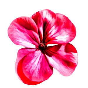 Flower of geranium with effect
