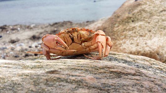 North sea animal scissors photo