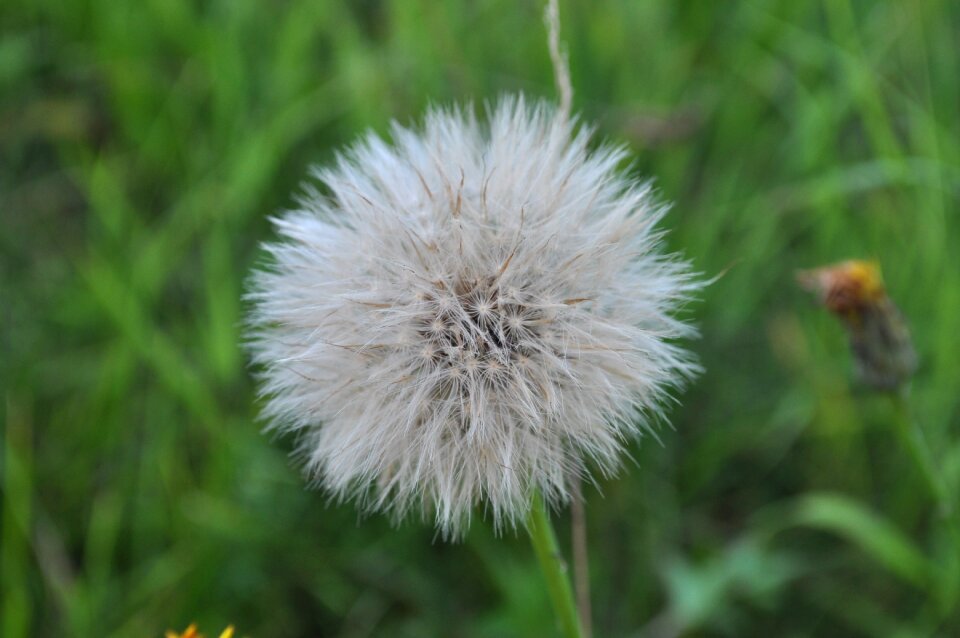 Meadow withered dandelion number nature