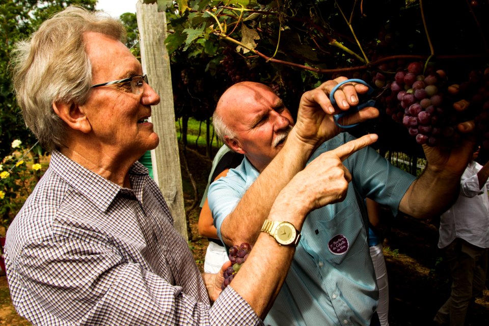 03.02.2019 - Abertura da 9ª edição da Colheita da Uva na Colônia São Manoel, 8º distrito, Rincão da Cruz - Foto: Gustavo Vara