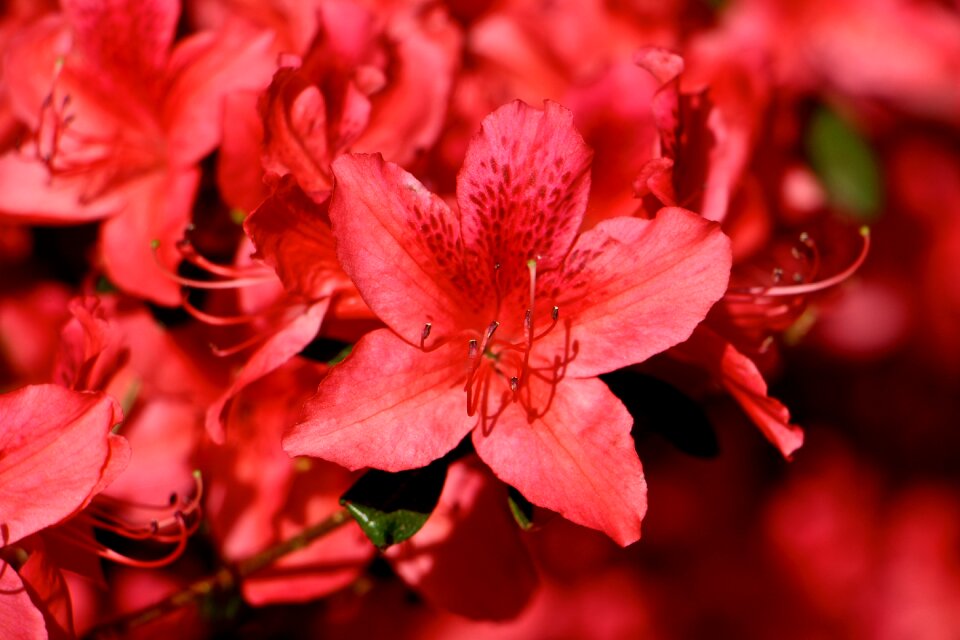 Beautiful blossom bloom