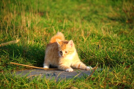 Young cat red cat domestic cat