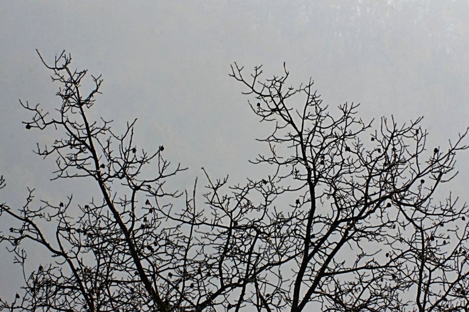 Crengi