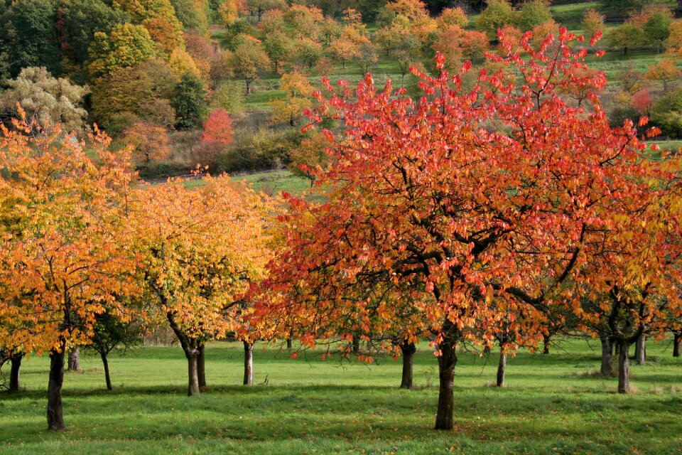 Nature autumn colours colorful leaves photo