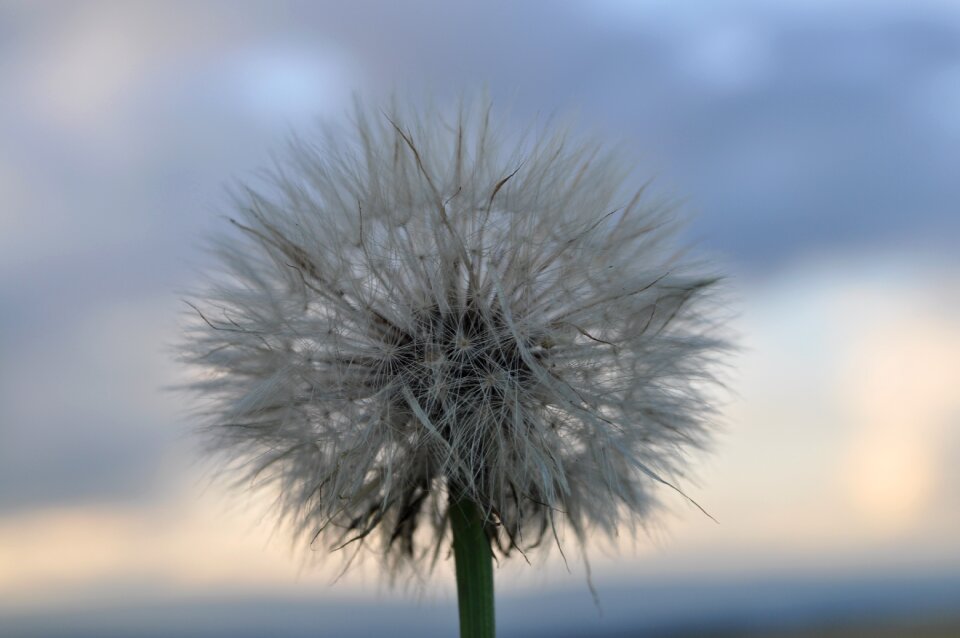 Meadow withered dandelion number nature