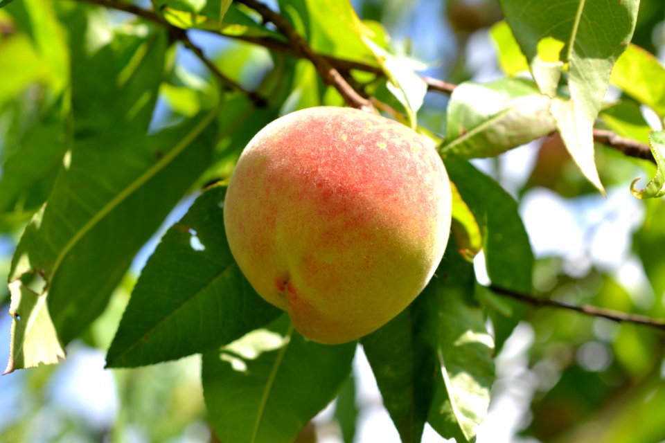 peach