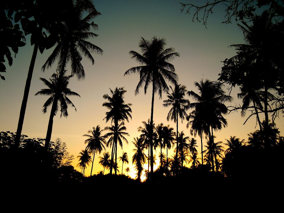 Backlight tropical silhouettes