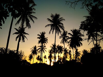 Backlight tropical silhouettes photo