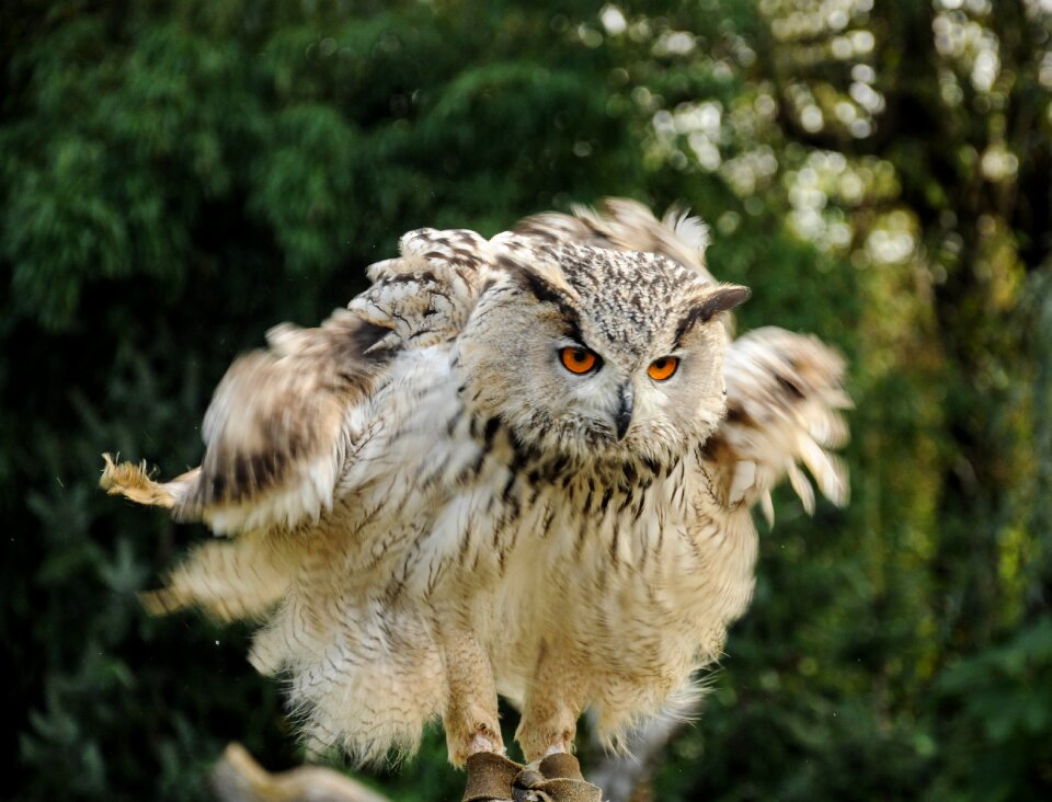 Falconry locarno raptors