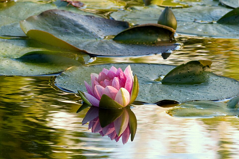 Nimphaea water pond