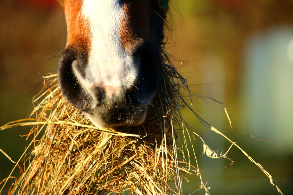 Foot thoroughbred arabian foal