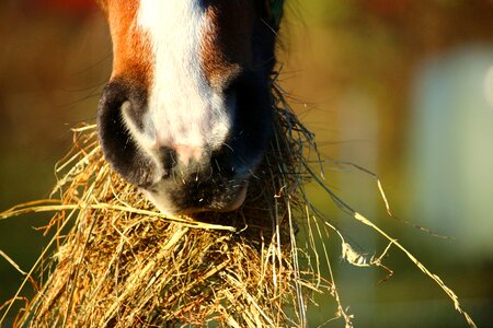 Foot thoroughbred arabian foal