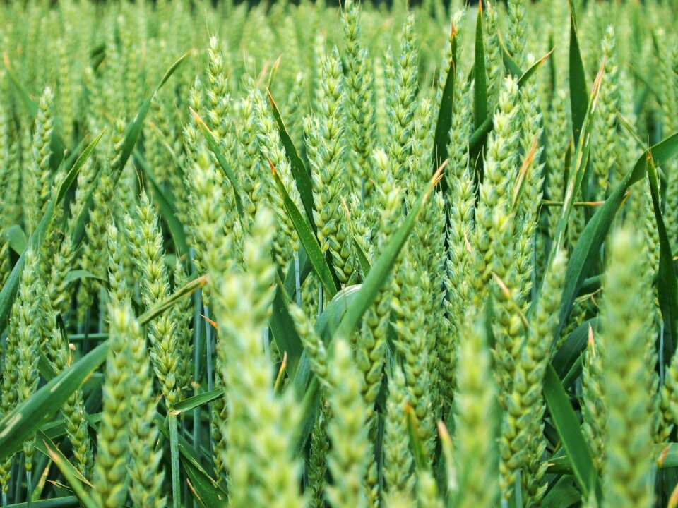 Agriculture harvest nature