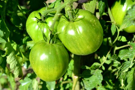 green tomatoes