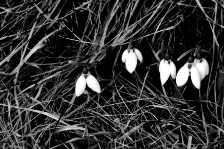 black and white