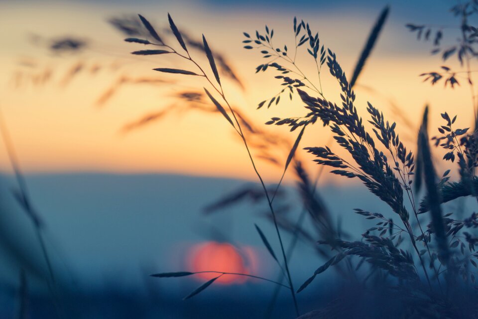 Nature blade of grass grass