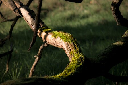 Old morsch gnarled photo