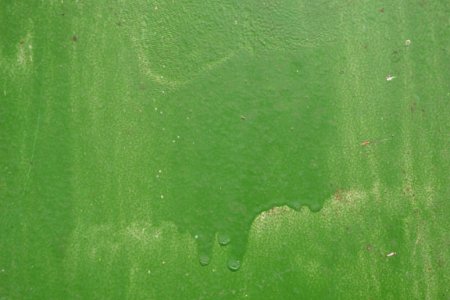 Green paint