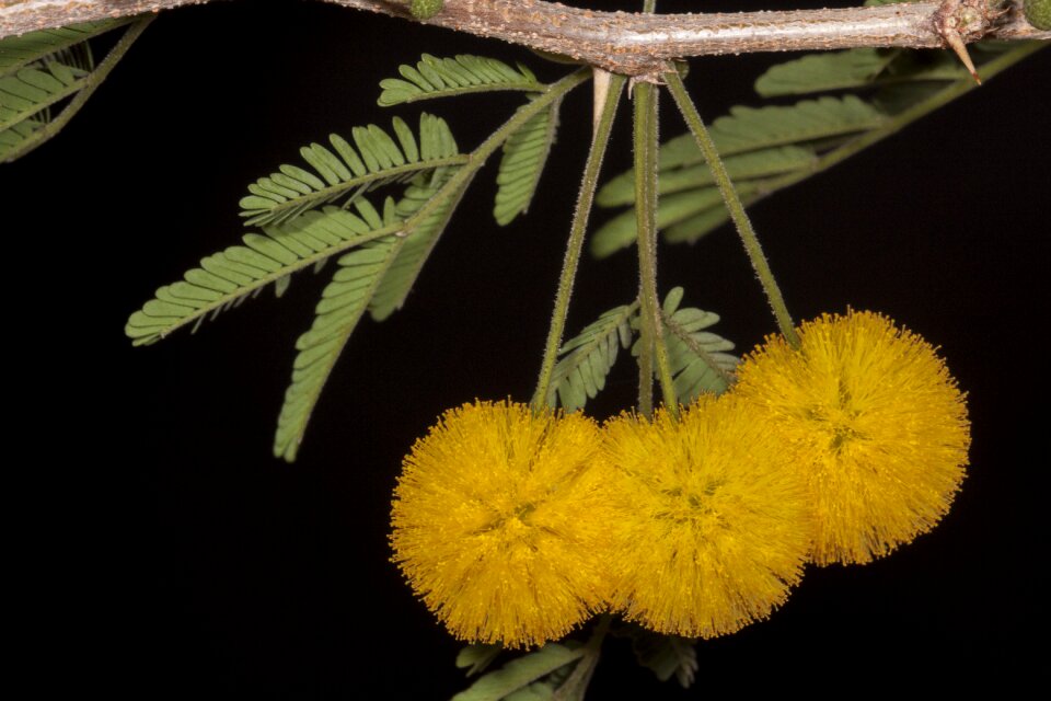 Garden flowers acacia