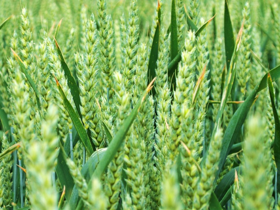 Agriculture harvest nature