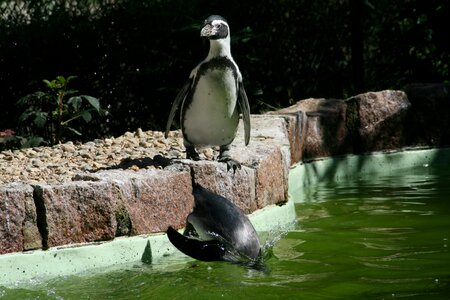 Zittau nature wild animal