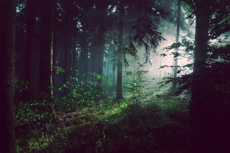 Trees foliage woodland photo