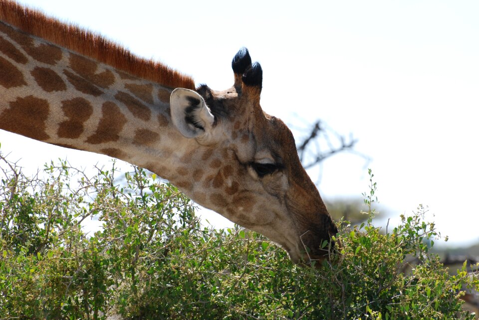 Giraffe nature safari