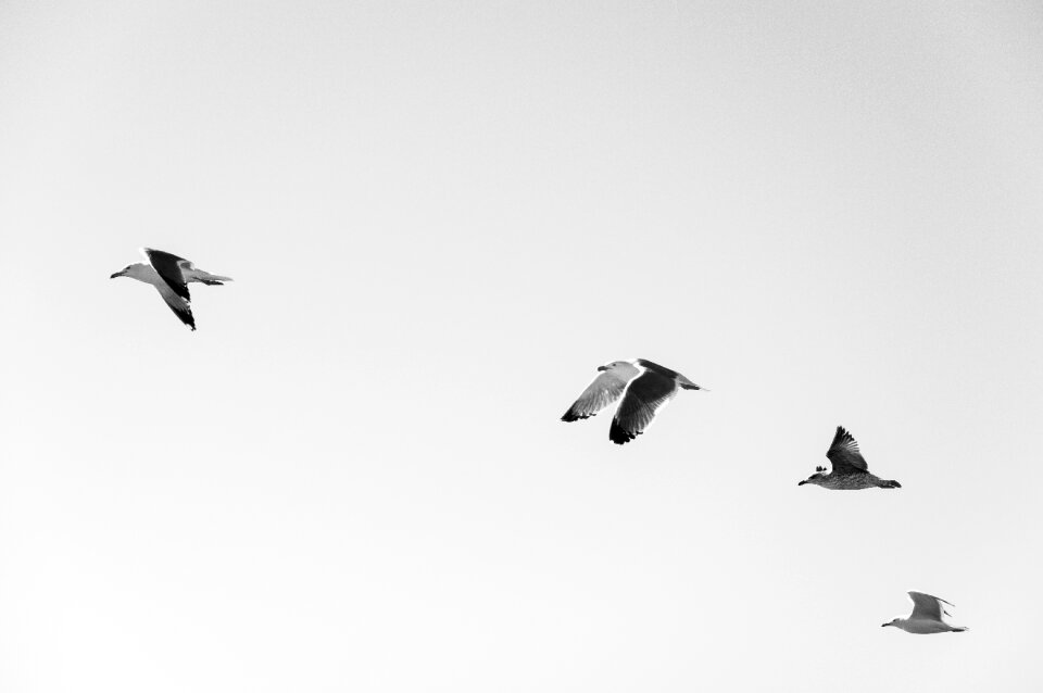 Animals flight wings